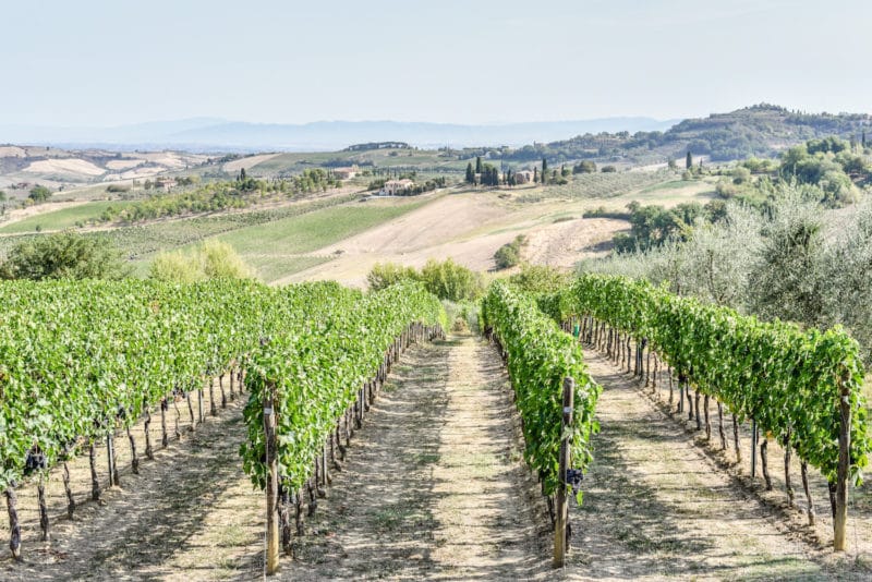 Exploring the vineyards of Tuscany on a trip to Italy