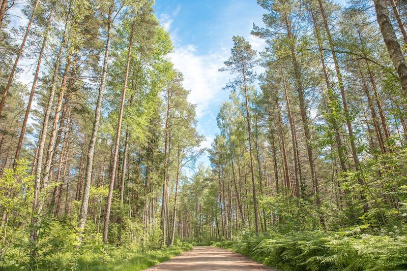 things to do in Latvia include visiting Kemeri National Park