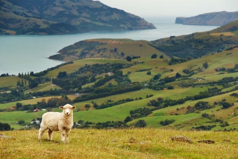 best hiking trails in New Zealand