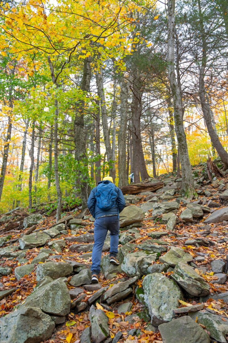 A vertical shot from behind a hiker wearing a dark jacket, blue pants, a blue backpack, and a yellow beanie as he ascends a steep, rocky section of the Giant Ledge and Panther Mountain Trail in the Catskills. Large, grey stone steps and boulders cover the forest slope, flanked by tall trees with bright yellow and green autumn leaves stretching toward the top of the frame.