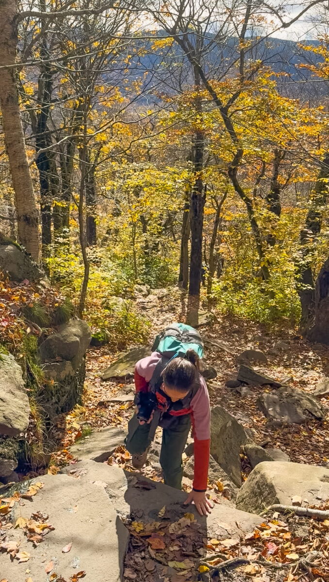 A high-angle vertical shot looking down a steep, rocky section of the Giant Ledge Trail in the Catskills. A female hiker wearing a pink and dark red long-sleeve top, green pants, and a teal backpack scrambles up large stone steps, using one hand for balance. The trail behind her dips down through a dense forest filled with bright yellow autumn leaves and sunlit trees.