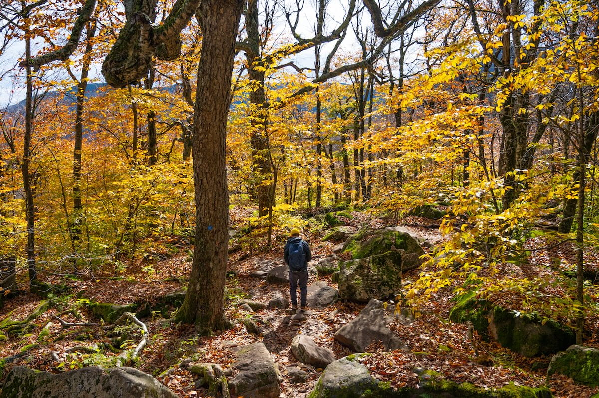 A full shot of a hiker with a blue backpack and yellow beanie seen from behind, navigating a rocky, boulder-strewn forest path along the Giant Ledge Trail in the Catskills. The trail is surrounded by vibrant yellow and gold autumn leaves illuminated by bright sunlight, with large moss-covered rocks and exposed tree roots lining the forest floor.