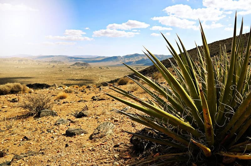 Joshua Tree National Park should be in every United States travel guide