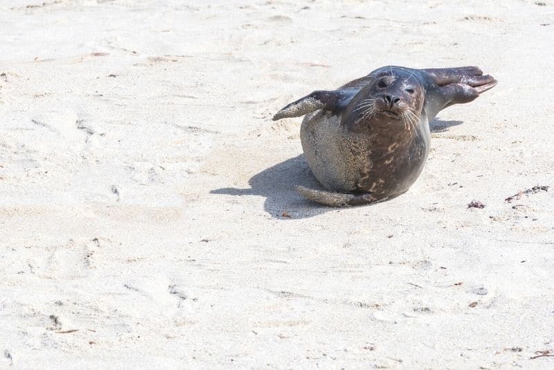 Hiking Seal Haulout on Long Island during NY travel