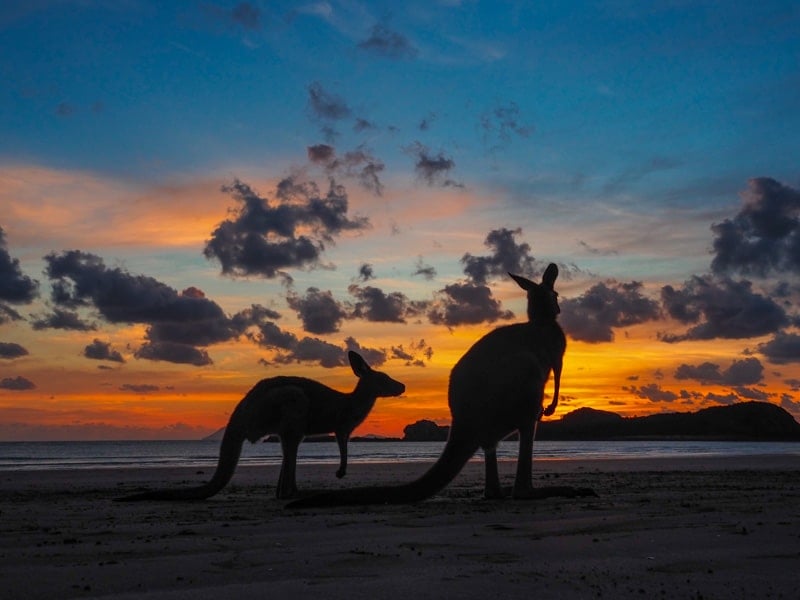 Cape Hillsborough National Park, Kangaroos at Sunrise - Brisbane to Cairns Road Trip