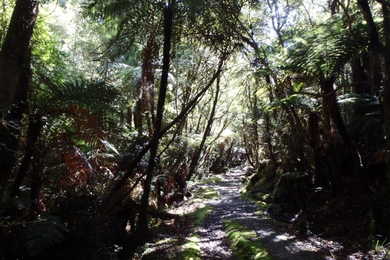 New Zealand's Copland Track hike immerses you in forest and nature
