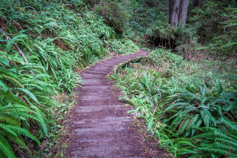 A boardwalk through a redwood forest along the James Irvine Trail to Fern Canyon