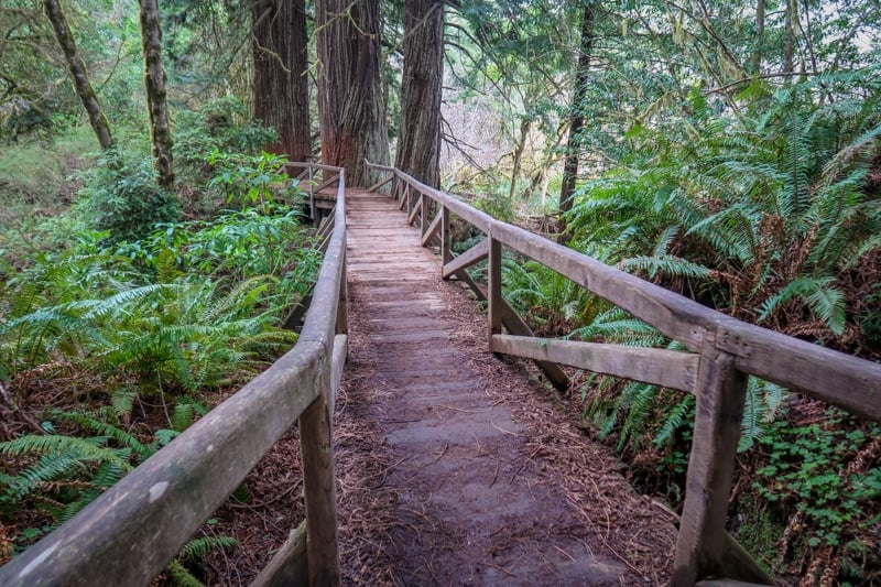 A wooden bridge crossing near the Prairie Creek Visitor Center in lush rainforest 