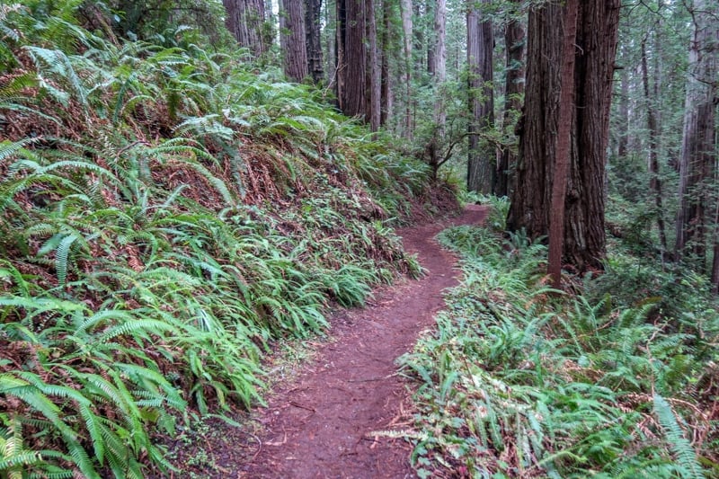 The James Irvine Trail winds through a forest of Prairie Creek redwoods lined with ferns