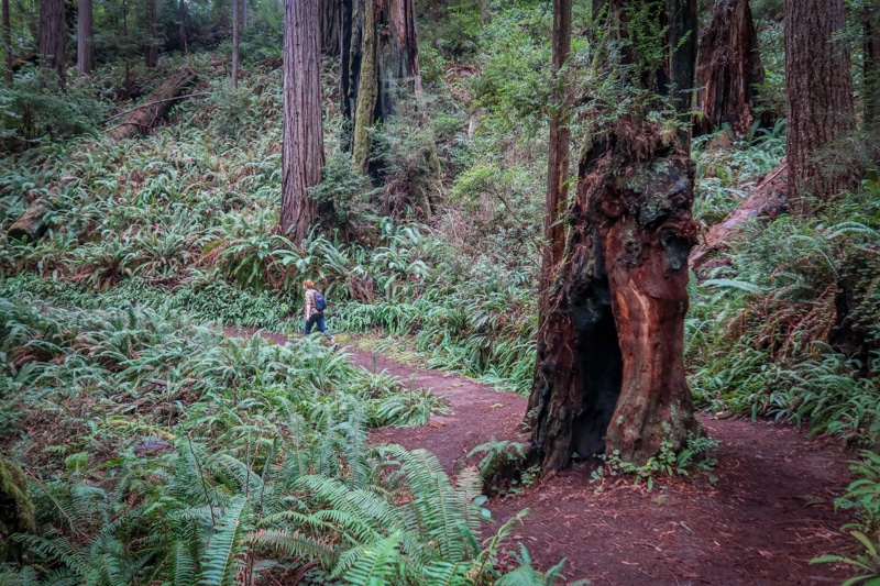A lone hiker walks along the James Irvine Trail to Fern Canyon Loop and is dwarfed by towering redwood trees.