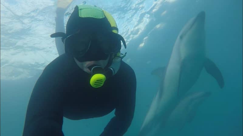 True short adventure travel stories on swimming with wild dolphins in Kaikoura, New Zealand