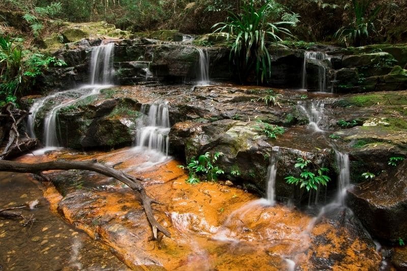 Box Forest Circuit in Lamington National Park is one of the best hikes on the Gold Coast, Queensland, Australia