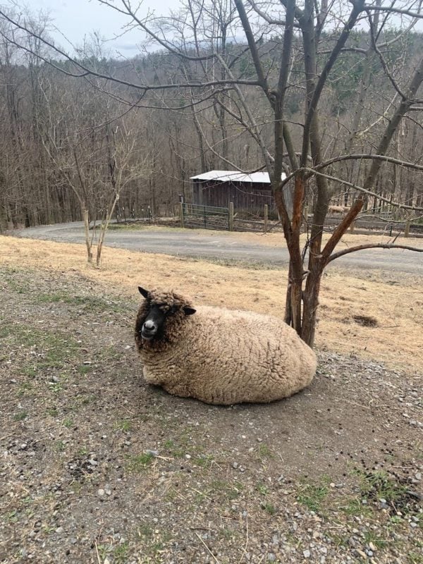 Seeing sheep in Woodstock being hiking Overlook Mountain