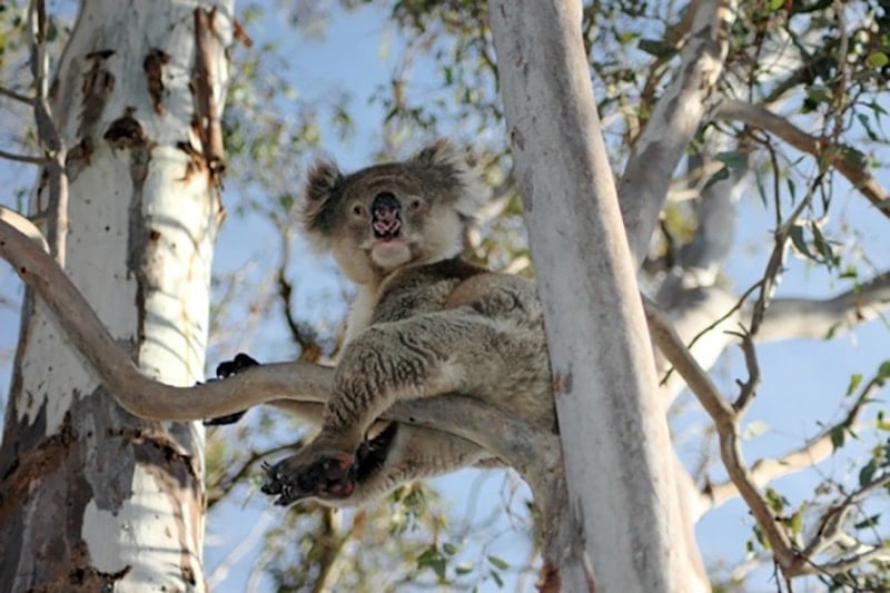 Seeing a koala bear while traveling Australia