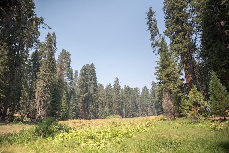 With 1 day in Sequoia National Park make sure to hike the Big Trees Trail around Round Meadow