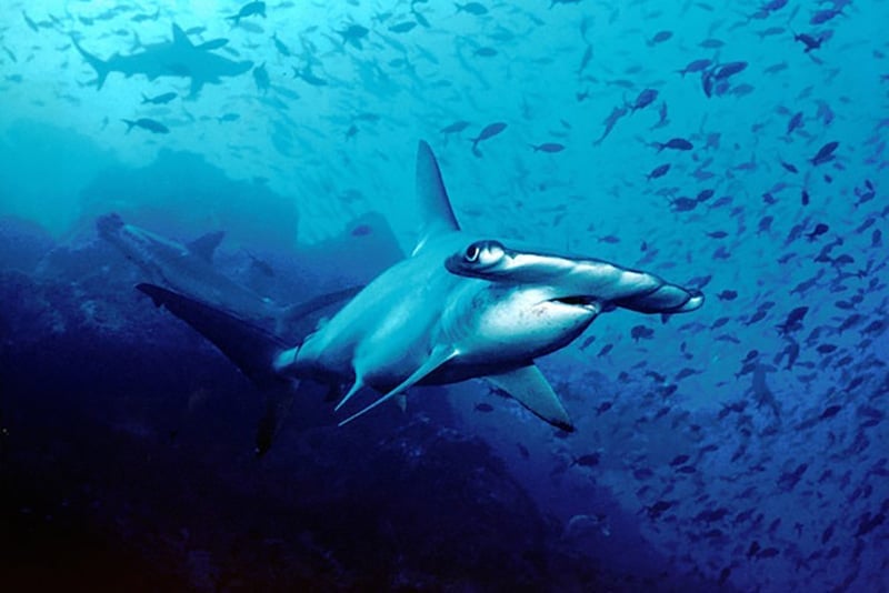 Swimming with sharks recommended in a Galapagos Islands travel guide