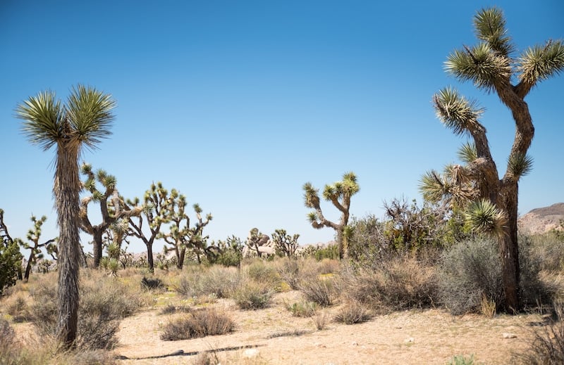 Seeing the park's iconic Joshua Trees along the Big Trees Trail to Lost Horse Mine Trail
