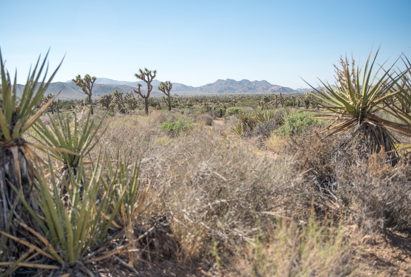 Postcard-worthy landscapes along the Big Trees Trail in Joshua Tree National Park