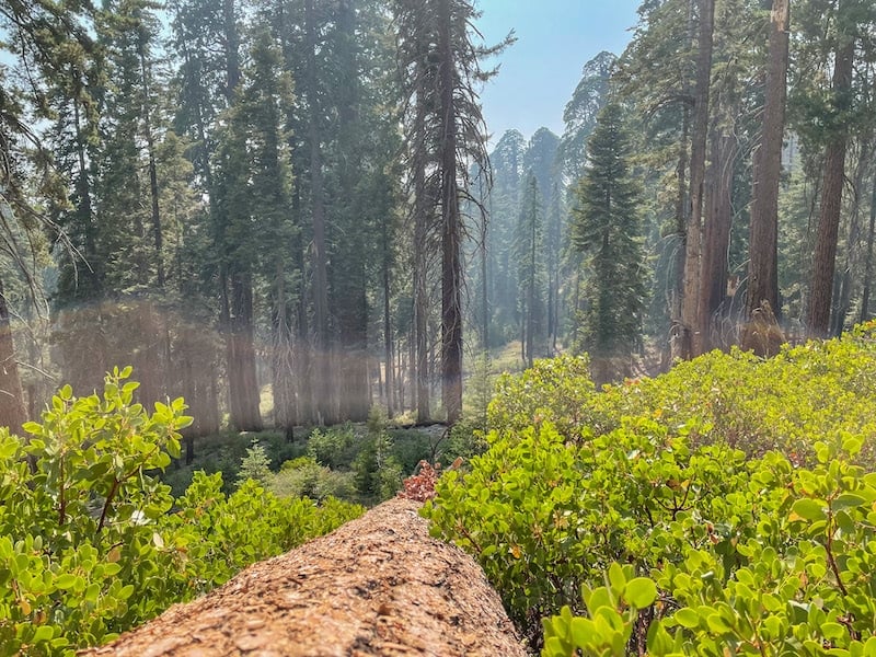 Add hiking to your one day in Sequoia National Park itinerary