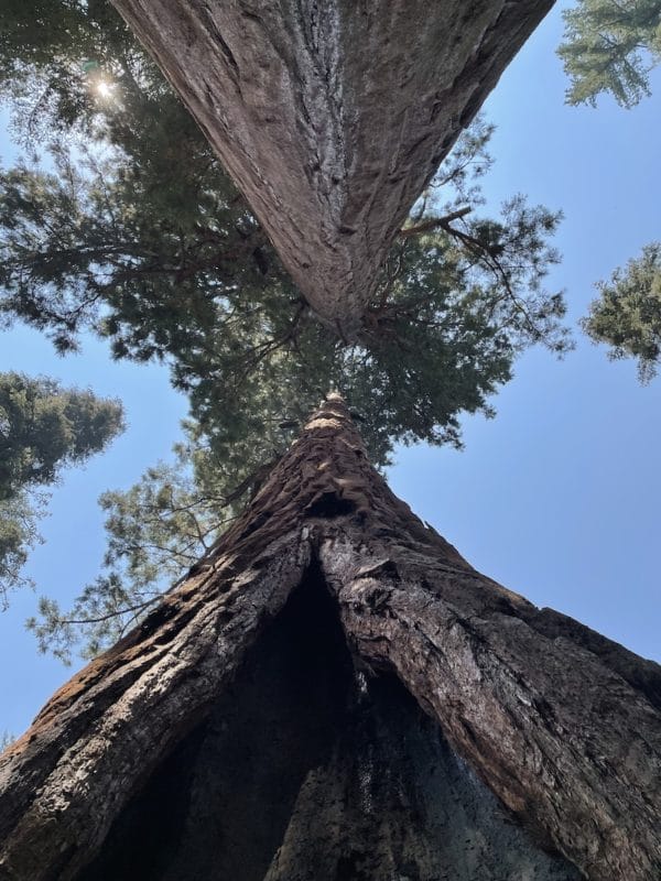 Hiking through the sequoias should be part of a Sequoia National Park 1 day itinerary