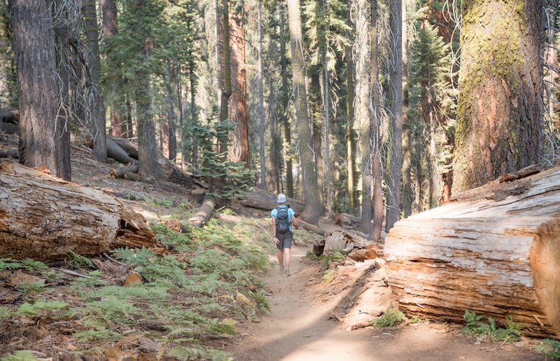 hiking through sequoia trees during a one day trip to Sequoia National Park in California