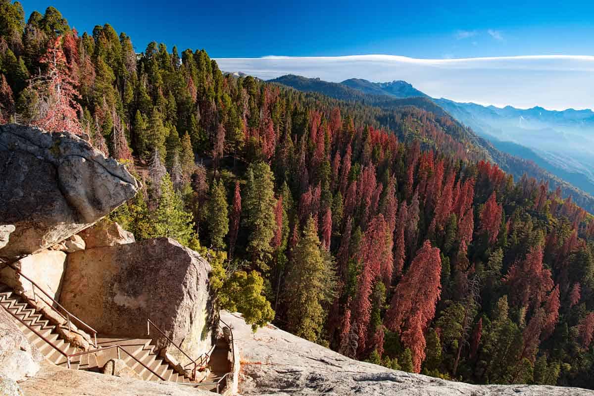 Autumn sunrise over redwood trees at Moro Rock, Sequoia National Park.