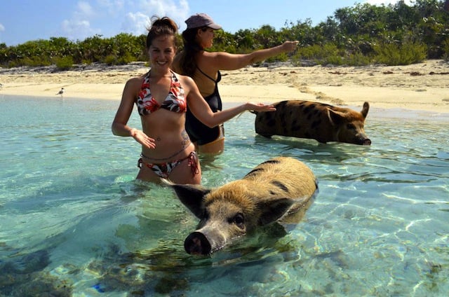 swimming with pigs at Big Major Spot Cay on a solo Caribbean vacation