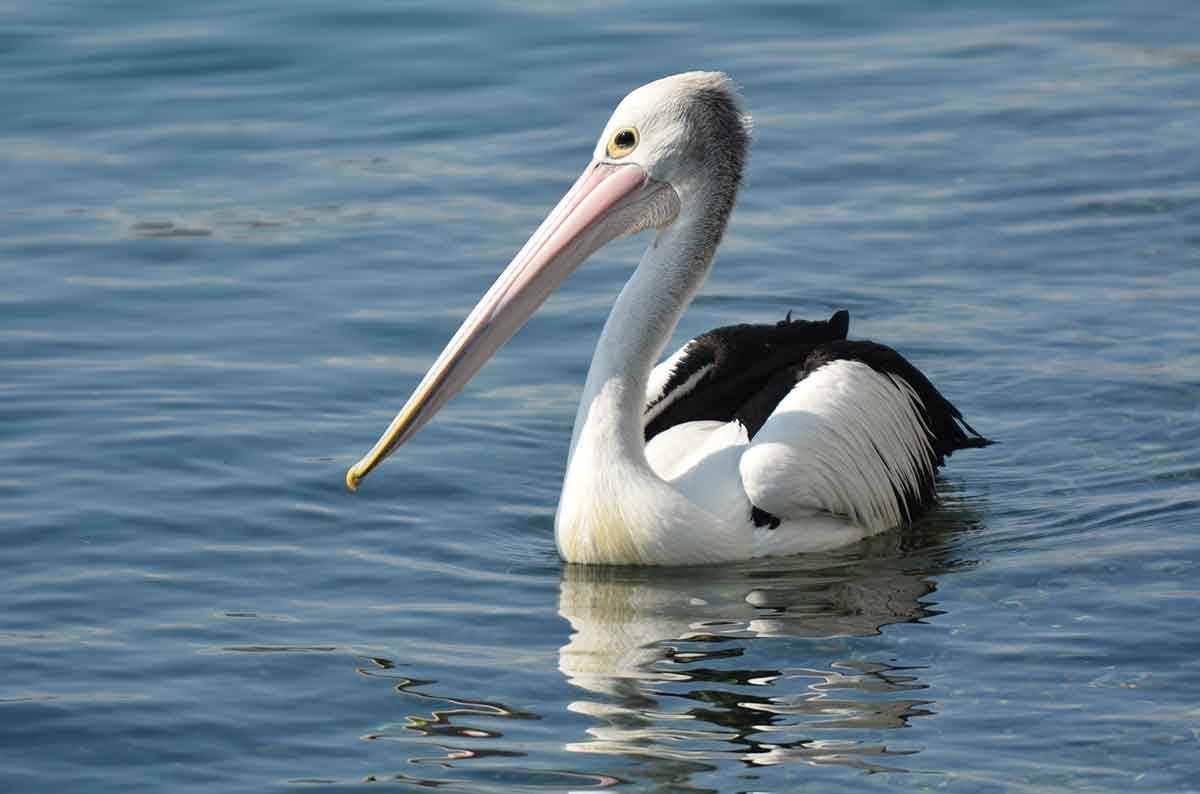 A close up photo of a pelican in Bruny Island Australia.