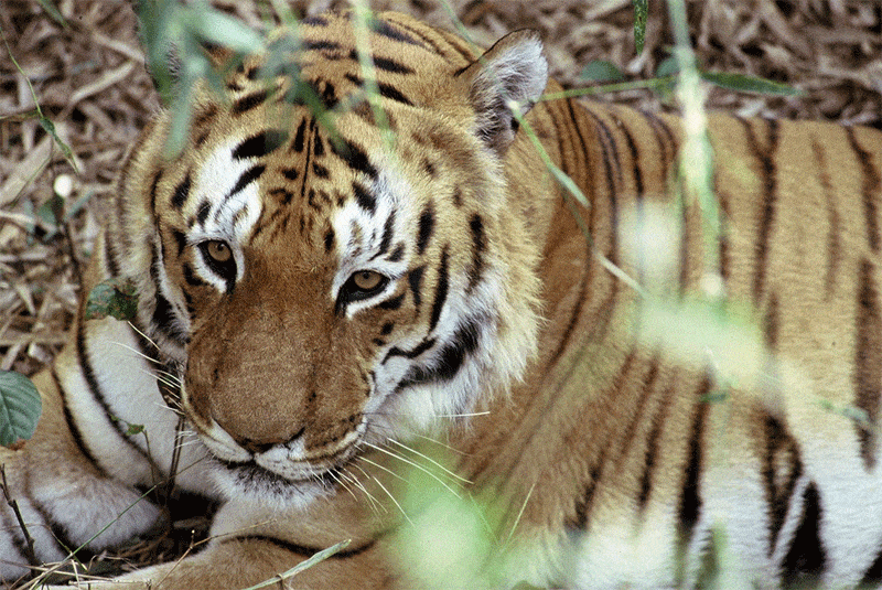 Seeing wild tigers at the Kanha Tiger Reserve during a solo trip to India