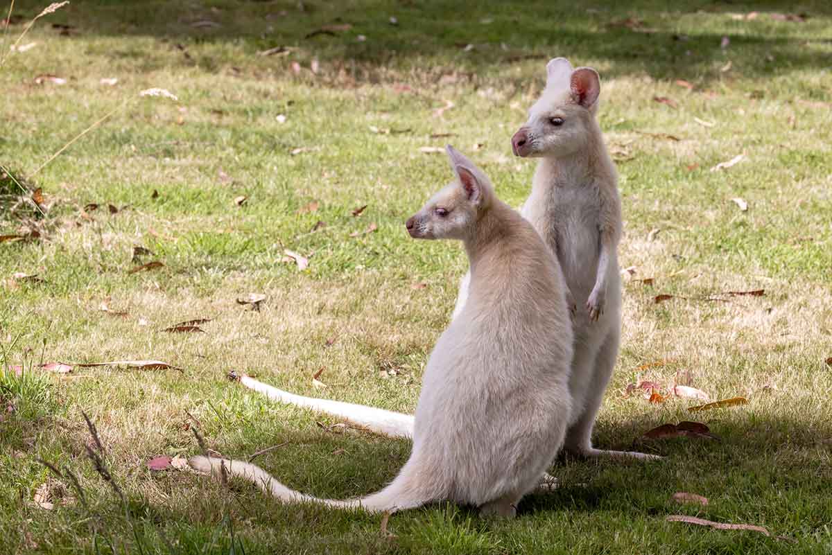 Mother and baby white wallabies in Bruny Island, Australia.