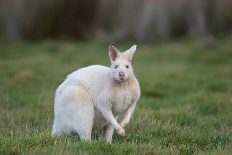 albino wallabies which are a common sighting when hiking on Bruny Island
