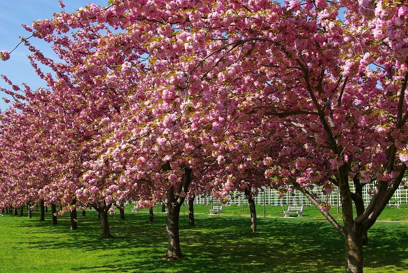 Seeing the cherry blossoms at the Brooklyn Botanic Garden is one of the top things to do in NYC by yourself
