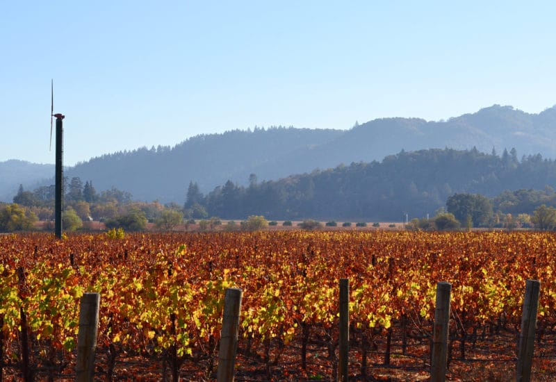 visiting Calistoga's wine country during a solo getaway to California