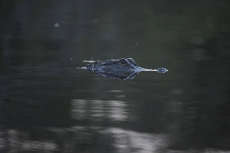 seeing an alligator while visiting Everglades National Park during a solo trip to the USA