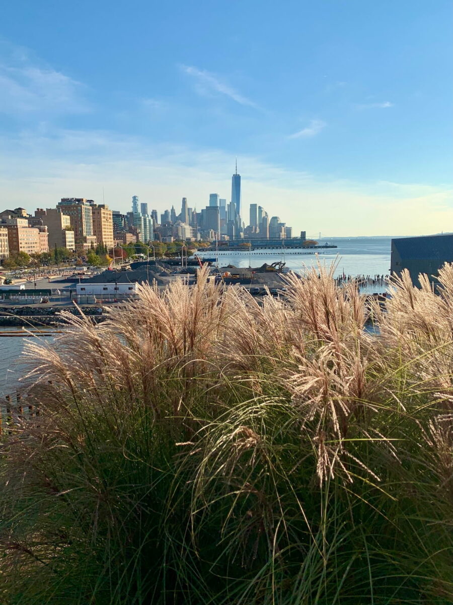 A vertical, eye-level shot looking toward Lower Manhattan from Little Island park. In the foreground, tall, feathery ornamental grasses are backlit by the sun. Beyond the grass, the Hudson River and a construction area are visible. The One World Trade Center tower dominates the skyline under a clear, pale blue sky.