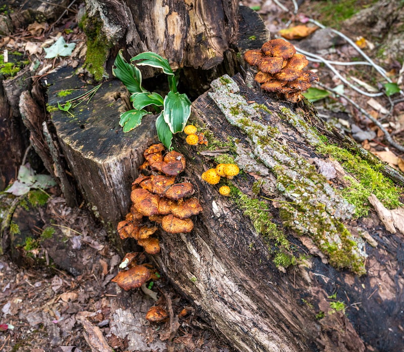 woman mushroom foraging on a fall retreat in Upstate NY