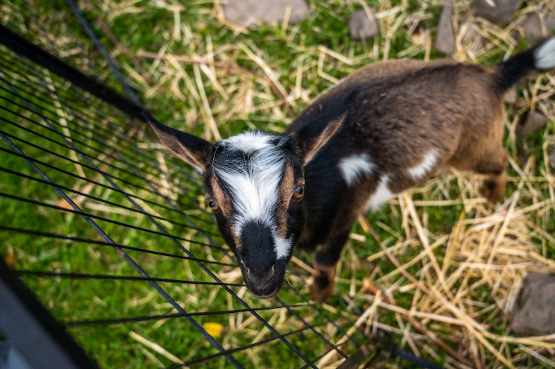baby goat at Gilbertsville on an Upstate NY retreat