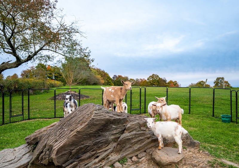 baby goats on a rock at Gilbertsville on an Upstate New York retreat