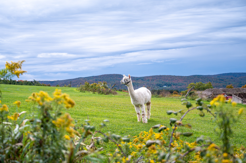llama standing in a field at Gilbertsville Farmhouse