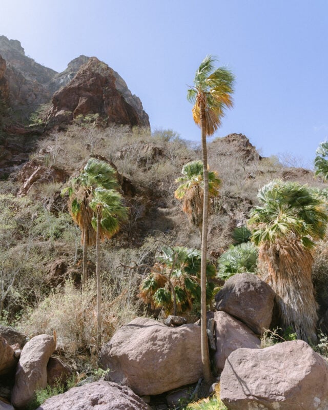 palm trees blowing on the cliffside while hiking Baja California Sur in Tabor Canyon