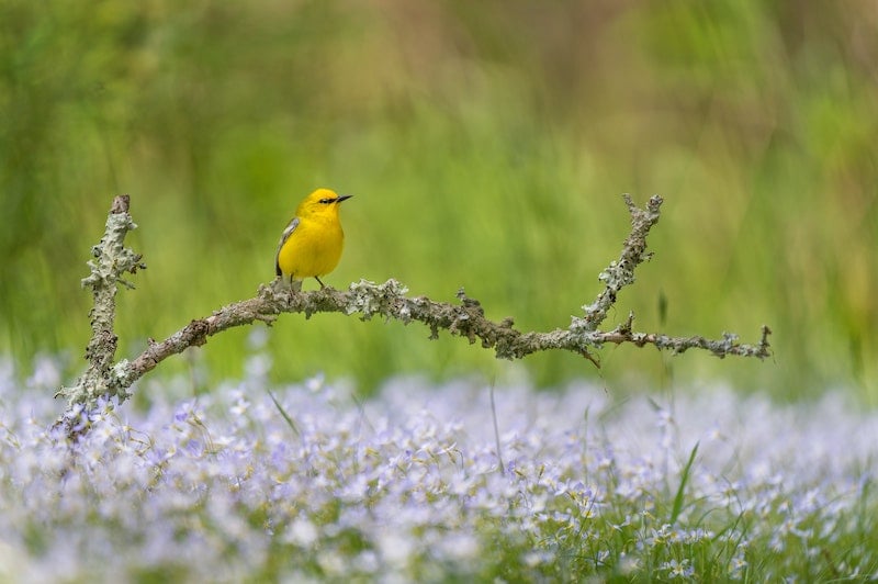 blue-winged warbler on a branch