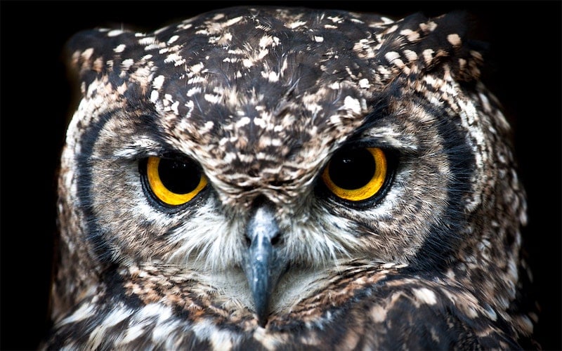 close up of owl with bright yellow eyes
