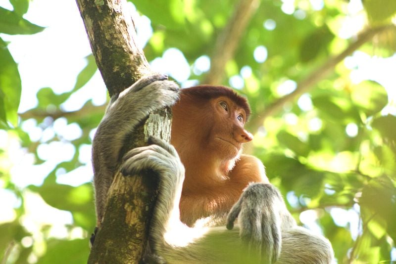 seeing monkeys while traveling Malaysia solo