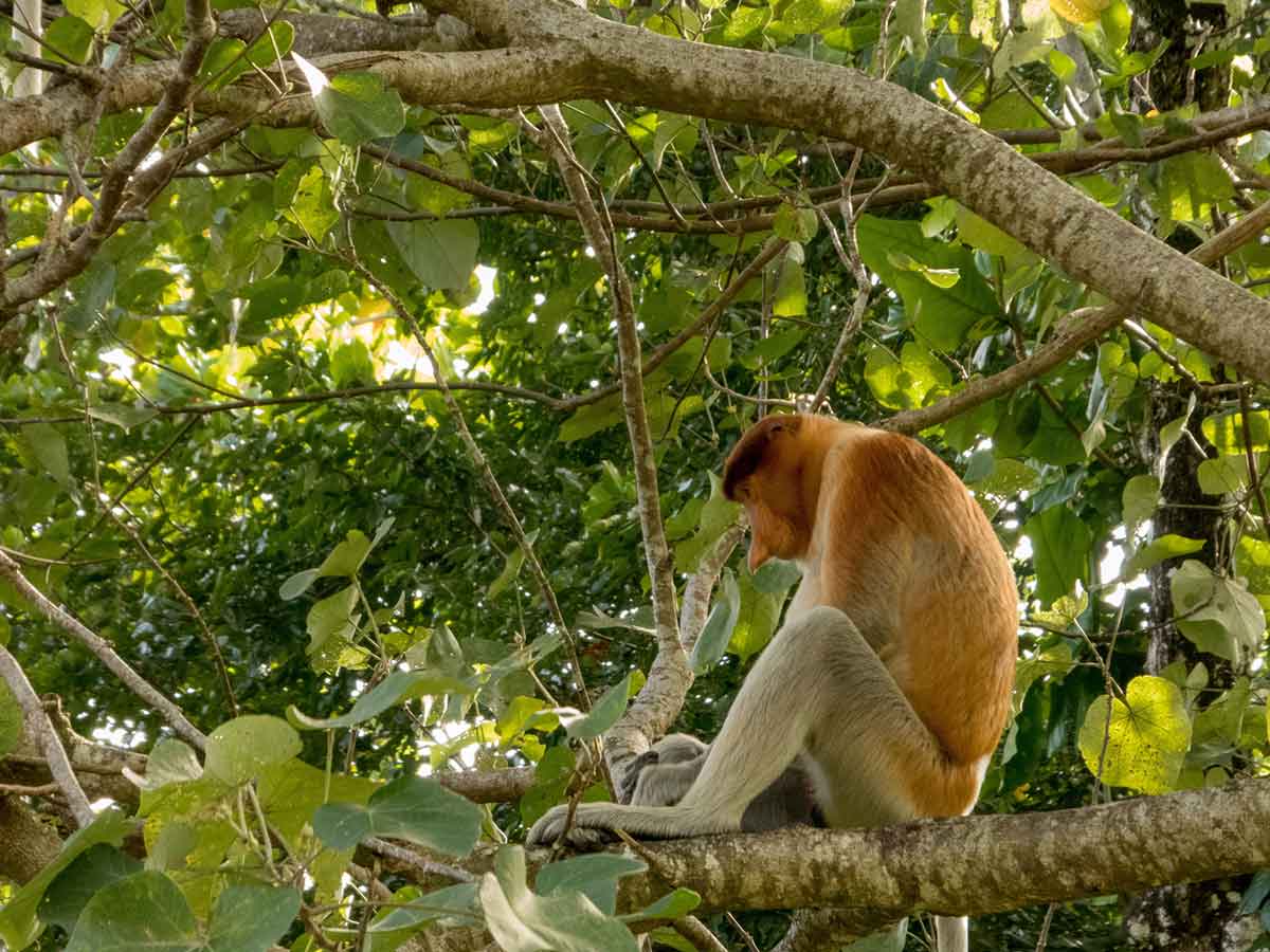 The rare and beautiful single proboscis monkey with it's unique long nose sitting in a tree at Bako National Park, Borneo.