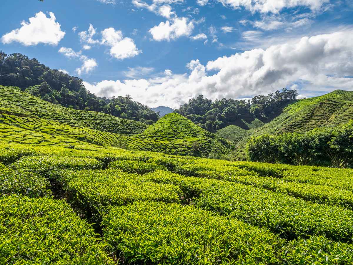 exploring the lush green Cameron Highlands backdropped by mountains during solo travel in Malaysia