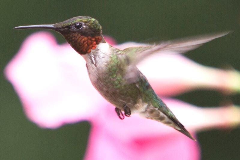 Ruby-throated humming bird in flight