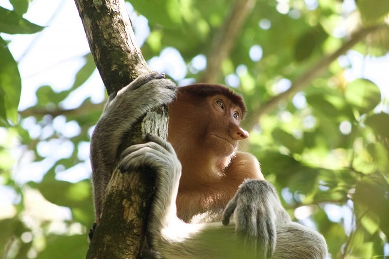 solo traveler in Malaysia spotting a monkey climbing a tree 
