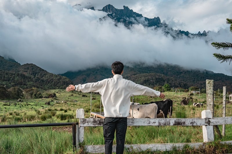 solo traveler in Malaysia taking in a view of Mount Kinabalu with cows at the base