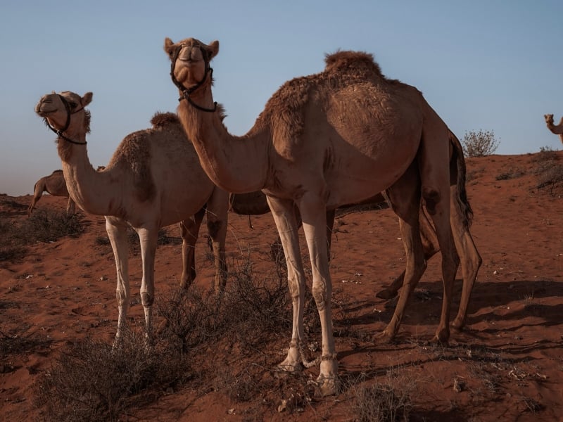 two camels in the Arabian Desert near Dubai