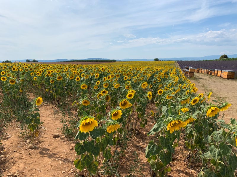 field on sunflowers in France